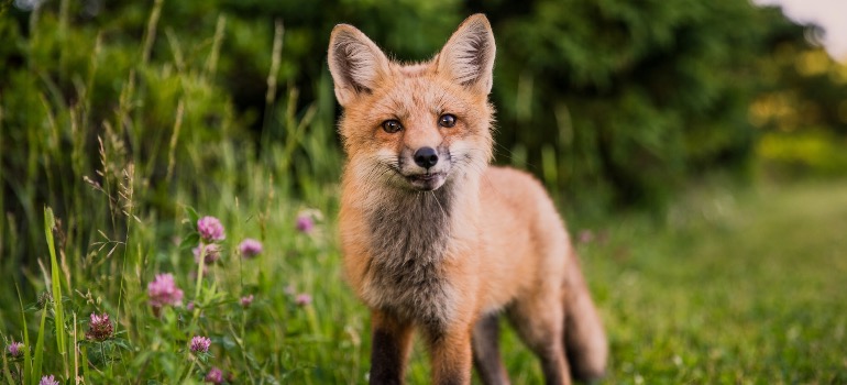 A fox in a field